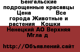 Бенгальские подрощенные красавцы. › Цена ­ 20 000 - Все города Животные и растения » Кошки   . Ненецкий АО,Верхняя Мгла д.